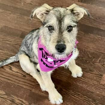 Schnauzer Dogs Available for Adoption in Mead, Colorado - Juniper  | PetCurious
