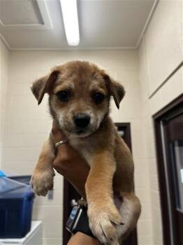 BEN -  Labrador Retriever Dog for Adoption in Corpus Christi, Texas - BEN | PetCurious