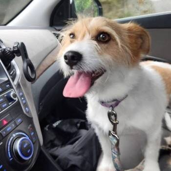 Jack Russell Terrier Dogs Available for Adoption in Verona, New Jersey - Molly | PetCurious