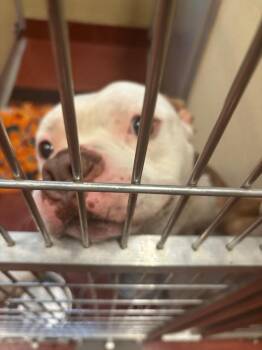 Ali -  Pit Bull Terrier Dog for Adoption in Douglasville, Georgia - Ali | PetCurious