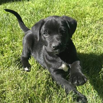 Canyon -  Black Labrador Retriever and Pit Bull Terrier Dog for Adoption in Cashmere, Washington - Canyon | PetCurious