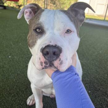 Bella Mia -  Pit Bull Terrier Dog for Adoption in Eatontown, New Jersey - Bella Mia | PetCurious