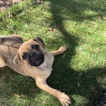 Dallas -  Pug and Mixed Breed Dog for Adoption in Phoenix, Arizona - Dallas | PetCurious