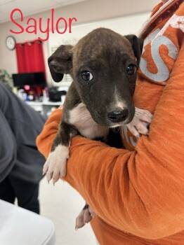 Rescue Pit Bull Terrier and Shepherd Dogs for Adoption in San Angelo, Texas - Morgan | PetCurious