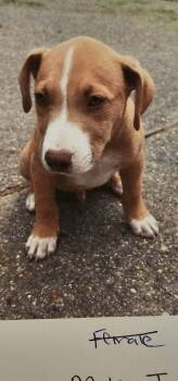 Pit Bull Terrier Dogs Available for Adoption in Biloxi, Mississippi - Trouble Bigfoot | PetCurious