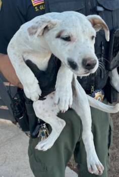 Rescue Pit Bull Terrier Dogs for Adoption in Victorville, California - SEIZED "AUTUMN" 1674 HOLD UNTIL 11/8/2025 | PetCurious