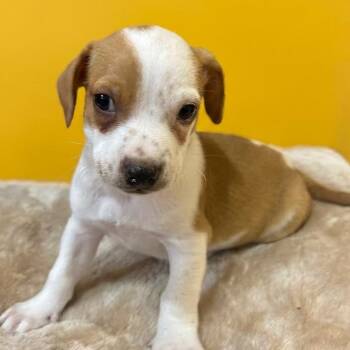 Chihuahua and Terrier Dogs Available for Adoption in San Saba, Texas - Archie | PetCurious