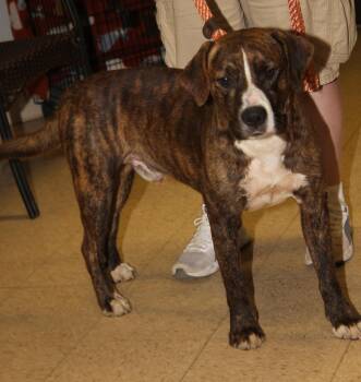 Dood (Photos July 18th 2026) -  Hound and Boxer Dog for Adoption in Marietta, Ohio - Dood (Photos July 18th 2026) | PetCurious
