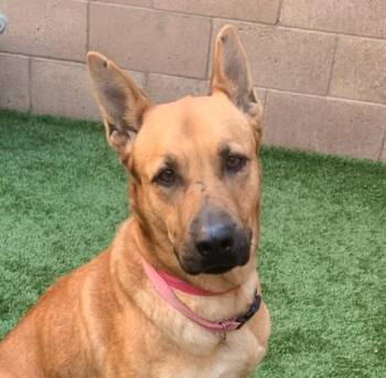 Shepherd Dogs Available for Adoption -  EMERGENCY FOSTER NEEDED - LONG OR SHORT TERM FOR CHANELLE (plea | PetCurious