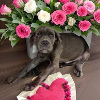 Cane Corso Dogs Available for Adoption - Casanova  | PetCurious