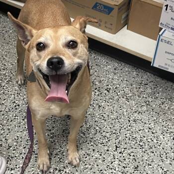Terrier and Mixed Breed Dogs Available for Adoption in Lakeland, Florida - Sugar | PetCurious