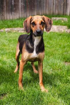CHAMOY -  Mixed Breed Dog for Adoption in Toronto, Ontario - CHAMOY | PetCurious