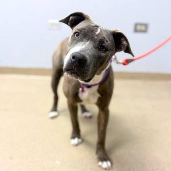 Pit Bull Terrier and Mixed Breed Dogs Available for Adoption in Aurora, Colorado - MARIONETTE | PetCurious