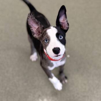 Amelia -  Shepherd Dog for Adoption in Chicago, Illinois - Amelia | PetCurious