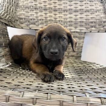 Bobby -  Mixed Breed Dog for Adoption in Ponca City, Oklahoma - Bobby | PetCurious