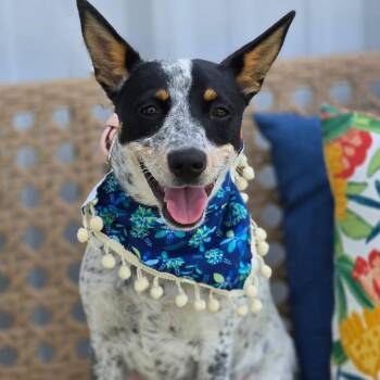 Dottie -  Australian Cattle Dog Blue Heeler and Terrier Dog for Adoption in Effingham, Illinois - Dottie | PetCurious