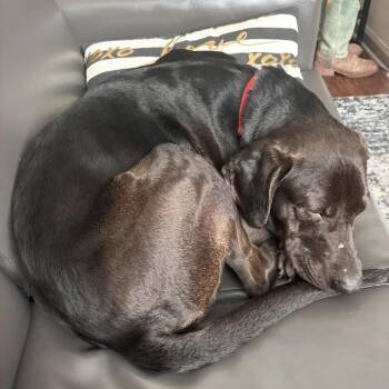 Black Labrador Retriever and Mixed Breed Dogs Available for Adoption - Red 2 | PetCurious