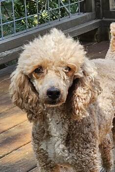 Sunny -  Miniature Poodle Dog for Adoption in Martinsville, Indiana - Sunny | PetCurious