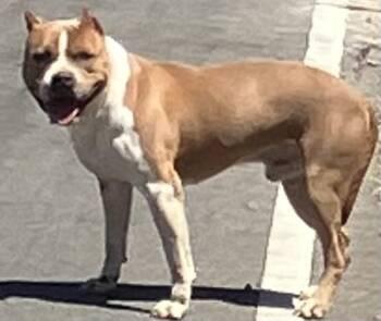 Rescue American Staffordshire Terrier and Mixed Breed Dogs for Adoption in Camarillo, California - TANK | PetCurious