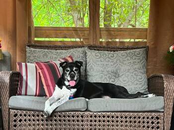 Tux -  Hound Dog for Adoption in Toronto, Ontario - Tux | PetCurious