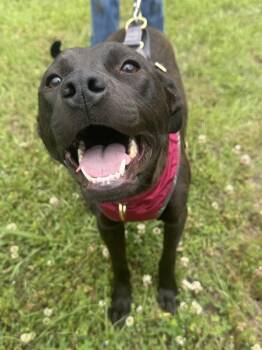 Labrador Retriever and Beagle Dogs Available for Adoption in Calera, Alabama - Morgan | PetCurious