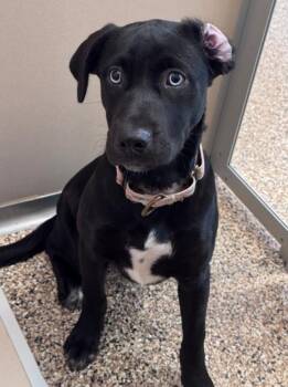 Deeva -  Mixed Breed Dog for Adoption in Hackensack, Minnesota - Deeva | PetCurious
