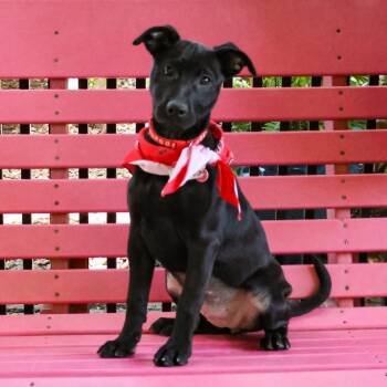Bonifieur -  Labrador Retriever Dog for Adoption in Wake Forest, North Carolina - Bonifieur | PetCurious
