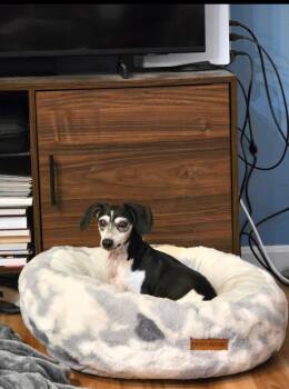 Dachshund Dogs Available for Adoption - Zoey | PetCurious