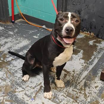 Jim #134 -  Pit Bull Terrier Dog for Adoption in New Lexington, Ohio - Jim #134 | PetCurious
