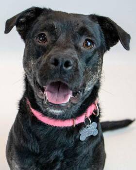 Vivian -  Beagle and Pug Dog for Adoption in Kennesaw, Georgia - Vivian | PetCurious