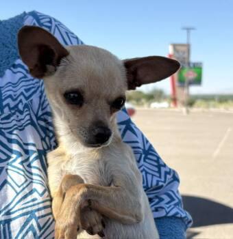 Namaste -  Chihuahua Dog for Adoption in Albuquerque, New Mexico - Namaste | PetCurious