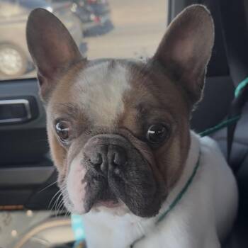 Felipe -  French Bulldog Dog for Adoption in Las Vegas, Nevada - Felipe | PetCurious