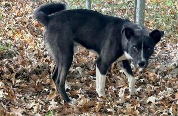 Solomon -  Labrador Retriever and Border Collie Dog for Adoption in Lakewood Ranch, Florida - Solomon | PetCurious