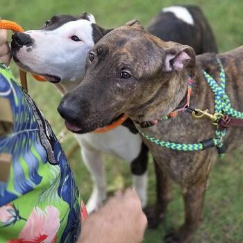 Bull Terrier and Australian Cattle Dog Blue Heeler Dogs Available for Adoption in Los Angeles, California - Parke & Enzo Dog Friendly, Sweet Gentle | PetCurious