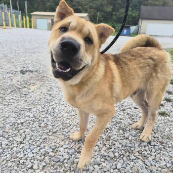 Blair -  Shar Pei Dog for Adoption in Moundsville, West Virginia - Blair | PetCurious