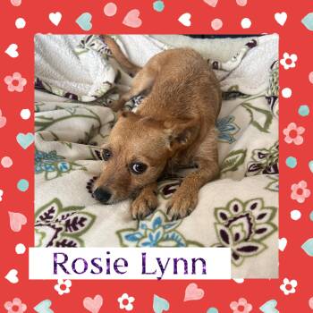 Chiweenie Dogs Available for Adoption - Rosie | PetCurious