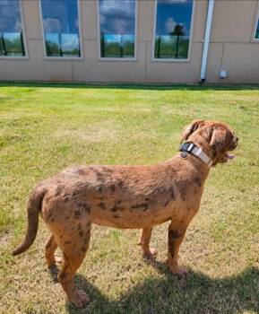Bingo -  Mixed Breed Dog for Adoption in Jackson, Tennessee - Bingo | PetCurious