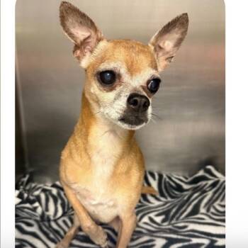 Lupita -  Chihuahua Dog for Adoption in Baton Rouge, Louisiana - Lupita | PetCurious