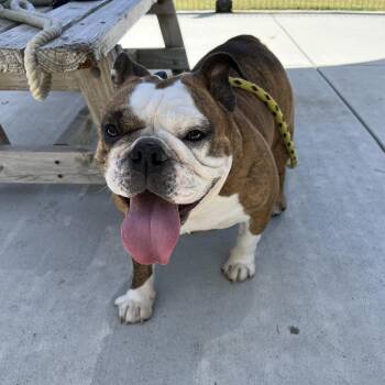 Margo -  English Bulldog Dog for Adoption in Hawthorne, California - Margo | PetCurious