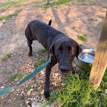 Black Labrador Retriever and Hound Dogs Available for Adoption - Goofus | PetCurious