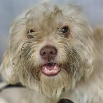 Havanese Dogs Available for Adoption - ROXY | PetCurious