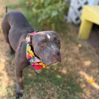 Jade 26-07-172 -  Pit Bull Terrier Dog for Adoption in Bastrop, Texas - Jade 26-07-172 | PetCurious