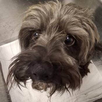 Whiskey -  Shih Tzu Dog for Adoption in Birmingham, Alabama - Whiskey | PetCurious