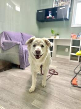 Border Collie and Golden Retriever Dogs Available for Adoption in Muskegon, Michigan - Sadie | PetCurious
