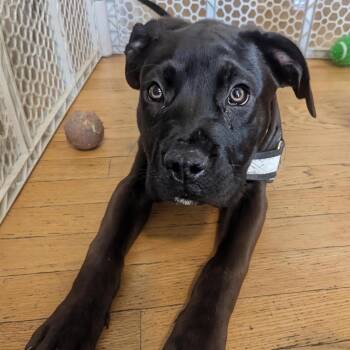 Mastiff and American Bulldog Dogs Available for Adoption - Lincoln | PetCurious
