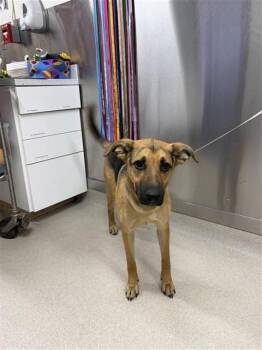 WILLOW -  German Shepherd Dog and Husky Dog for Adoption in Fairbanks, Alaska - WILLOW | PetCurious