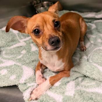 06/29/2026-Stray-ConnerRoad-1 -  Mixed Breed and Chihuahua Dog for Adoption in Columbus, Georgia - 06/29/2026-Stray-ConnerRoad-1 | PetCurious