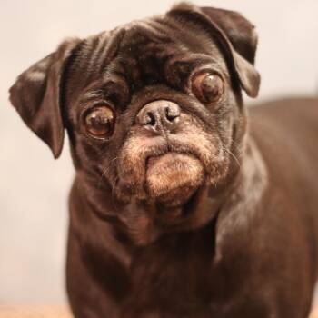 Snort -  Pug Dog for Adoption in Yukon, Oklahoma - Snort | PetCurious