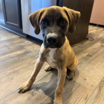 Hoss -  Mastiff Dog for Adoption in Edmond, Oklahoma - Hoss | PetCurious