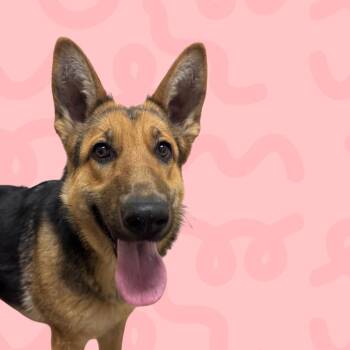 German Shepherd Dog Dogs Available for Adoption in Reno, Nevada - Bella | PetCurious